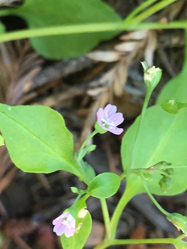 Diffuse Montia (Montia diffusa)