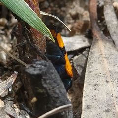 Castiarina skusei