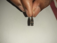 Popplepsalta notialis