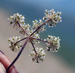 Anthriscus ruprechtii