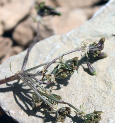 Anthriscus ruprechtii