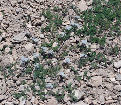 Anthriscus ruprechtii