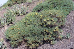 Astragalus aureus