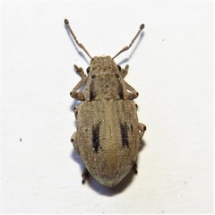 Eurymetopus birabeni