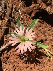 Silene salmonacea