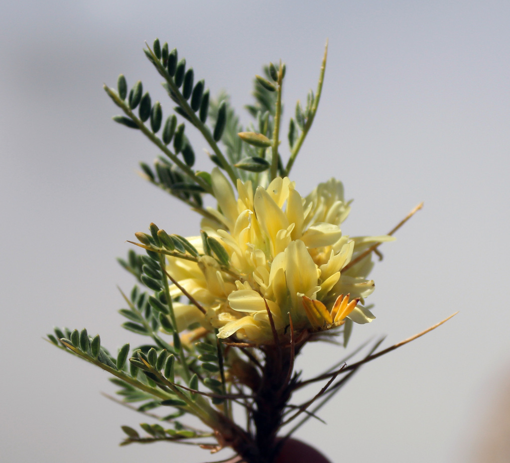Astragalus aureus