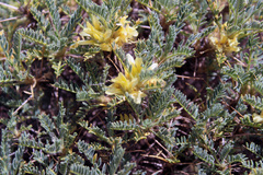 Astragalus aureus