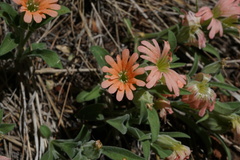 Silene salmonacea