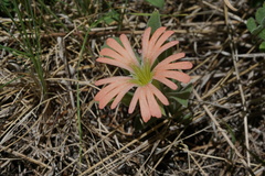 Silene salmonacea