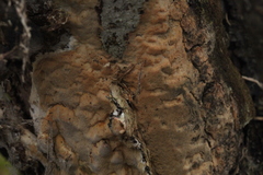 Antrodia heteromorpha