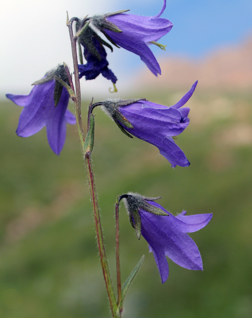 Campanula collina