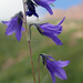 Campanula collina - Photo (c) Теймуров А.А., some rights reserved (CC BY-NC), uploaded by Теймуров А.А.