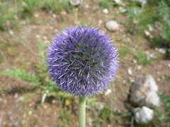 Echinops latifolius