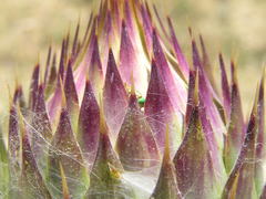 Cynara syriaca