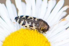 Acmaeodera decipiens