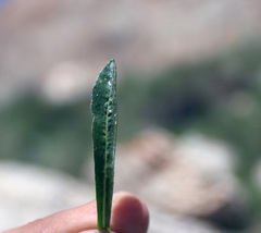 Campanula saxifraga
