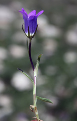 Campanula saxifraga