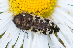 Acmaeodera decipiens