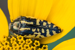 Acmaeodera amplicollis