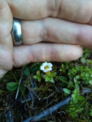 Gratiola sexdentata