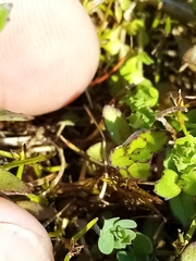 Gratiola sexdentata
