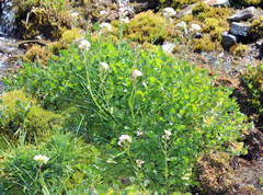 Cardamine uliginosa