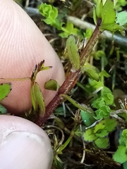Gratiola sexdentata