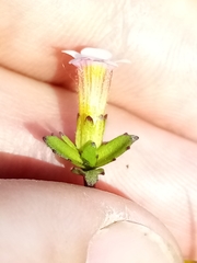 Gratiola sexdentata