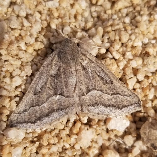 Tetracis formosa photo 3