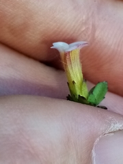Gratiola sexdentata