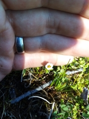 Gratiola sexdentata