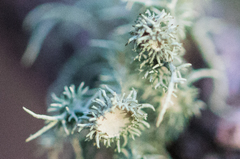 Usnea cirrosa