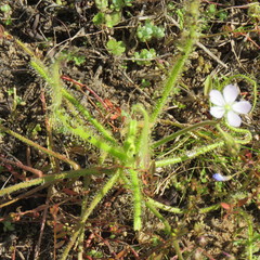 Drosera finlaysoniana