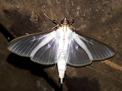 Cydalima laticostalis