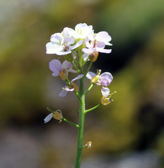 Cardamine uliginosa