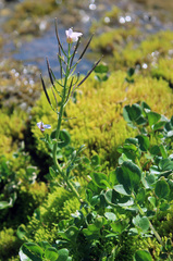 Cardamine uliginosa