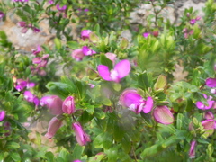 Polygala myrtifolia