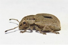 Eurymetopus birabeni