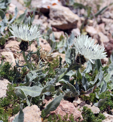 Centaurea cheiranthifolia
