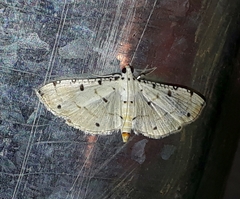 Pycnarmon cribrata
