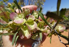 Dodonaea viscosa angustissima