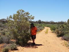 Dodonaea viscosa angustissima