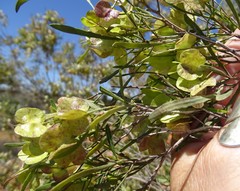 Dodonaea viscosa angustissima