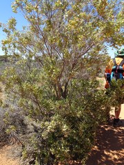 Dodonaea viscosa angustissima