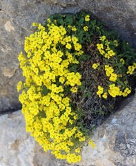 Draba araratica