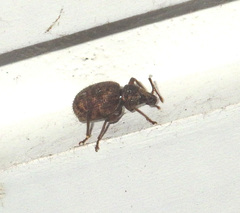 Otiorhynchus crataegi