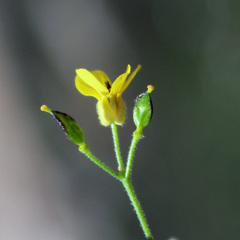 Draba araratica