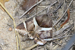 Grammodes