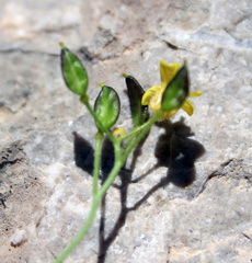 Draba araratica