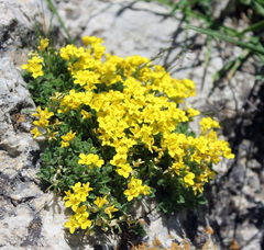 Draba araratica